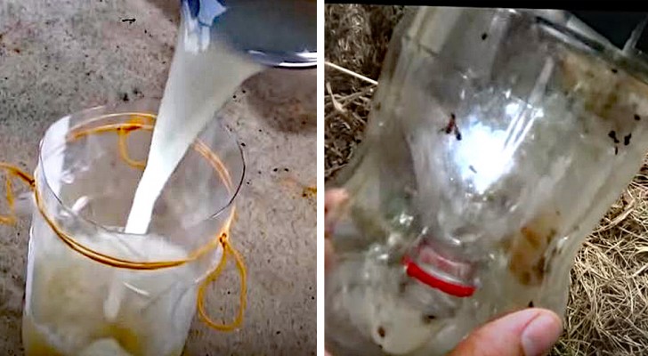 Una "trampa"para mosquitos hecha con una botella e ingredientes simples: el remedio 100 % natural