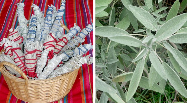 Salvia och rosmarin avlägsnar negativ energi enligt de amerikanska urinvånarnas tradition