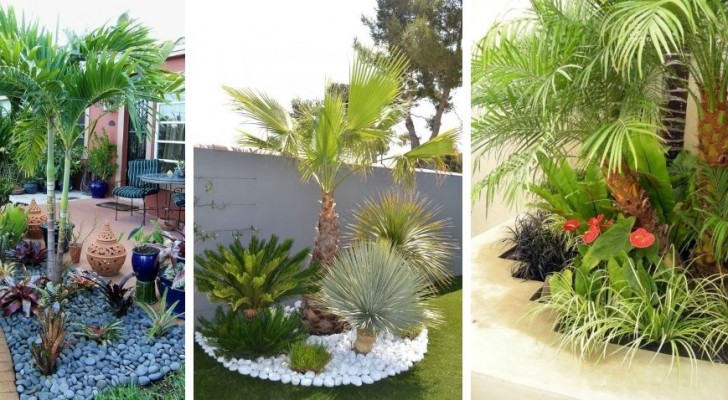 10 proposte da cui trarre ispirazione per decorare il giardino con le palme e creare un'atmosfera "esotica"