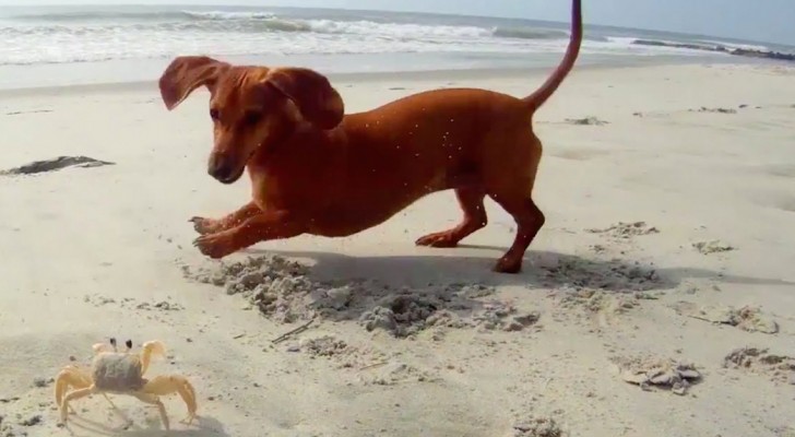 El perro salchicha esta entusiasmado para jugar, pero su amigo parece tener otra sensacion!