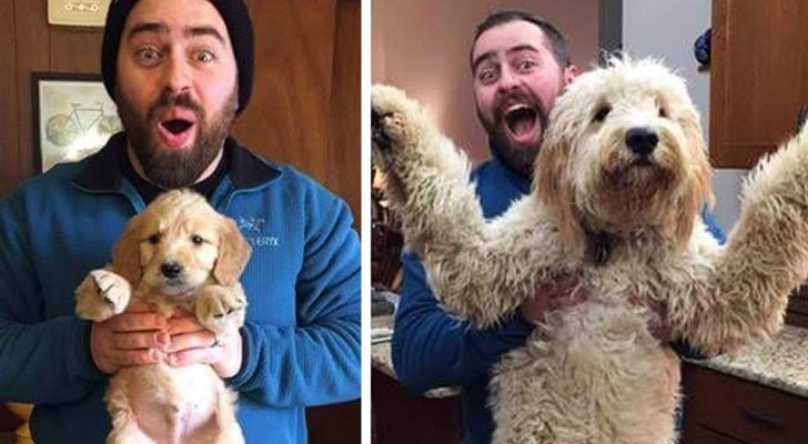 Desde cachorros a perros: 10 fotos divertidas muestran cuanto crecen de prisa nuestros amigos de cuatro patas