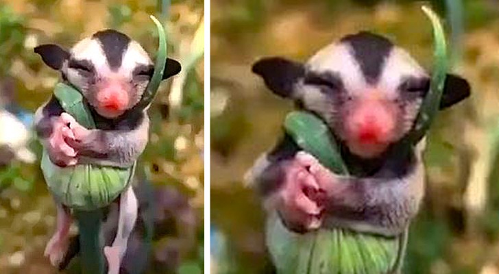 Una donna filma un cucciolo di opossum che dorme beatamente abbracciato a una pianta