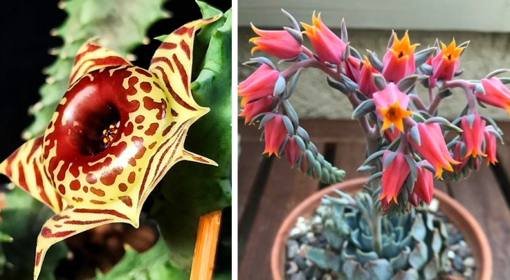 14 foto di piante succulente affascinanti che raramente capita di vedere nei comuni vivai