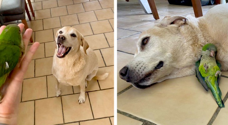 A dog rescues an injured parrot found in his yard: now, they've become almost inseparable 