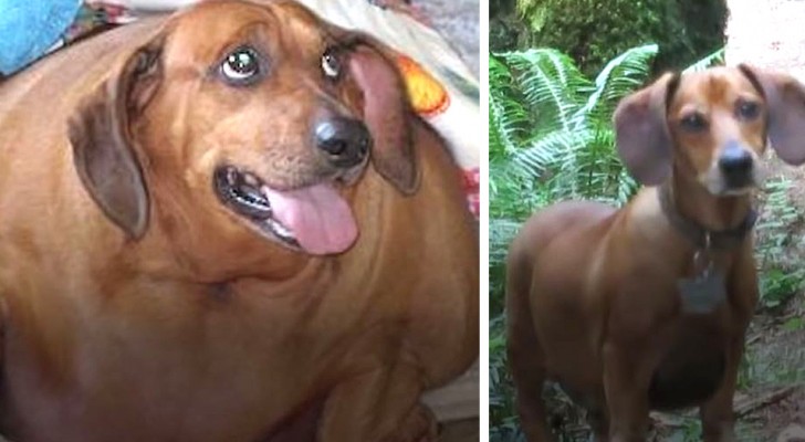 Obie, le teckel obèse qui a perdu plus de 20 kilos en un an et est devenu un autre chien