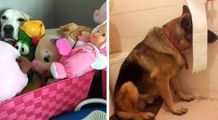 15 Hunde, die versuchten, sich vor ihren Besitzern zu verstecken, es aber nur schafften, sie zum Lachen zu bringen