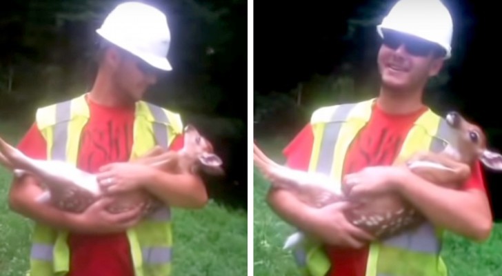 A man saves a fawn in the woods: every time he stops stroking it's belly, it 