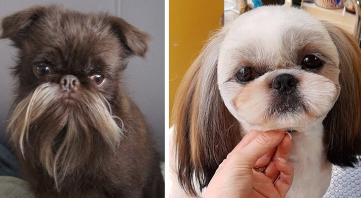 15 leuke foto's van honden met uitbundige kapsels nadat ze naar de trimsalon zijn geweest
