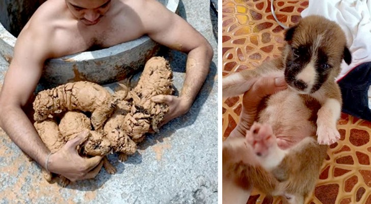 Man saves 5 puppies from the bottom of a well: now they are part of his family 