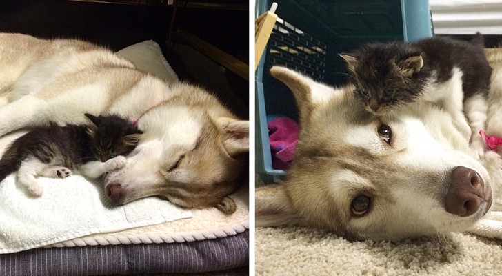 An abandoned kitten is "adopted" and raised by a Husky: now she acts like a dog