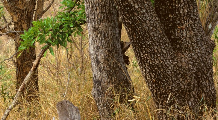 Pónganse a prueba con un divertido test visual: busquen al leopardo escondido en la imagen