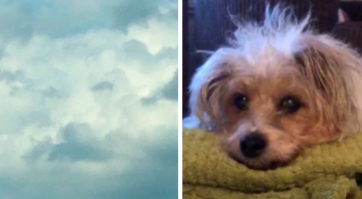 Una donna "vede" la faccia del suo amato cane tra le nuvole, poche ore dopo la sua scomparsa