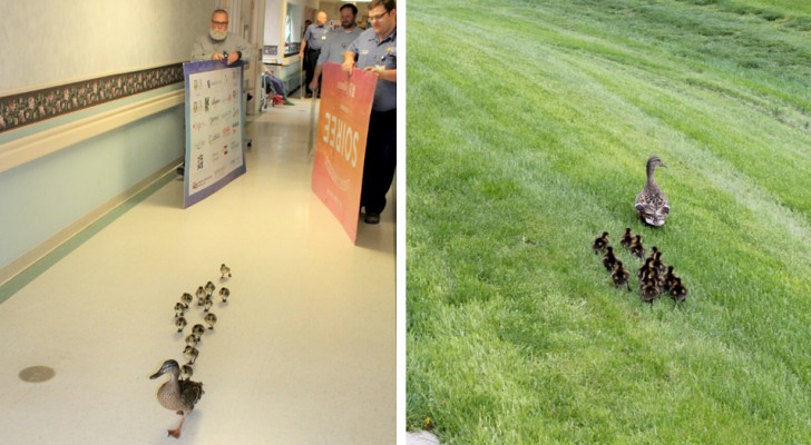 Why does this mamma duck escort her baby ducklings across the hallway of a nursing home every year? To get to the pond on the other side of the building! 