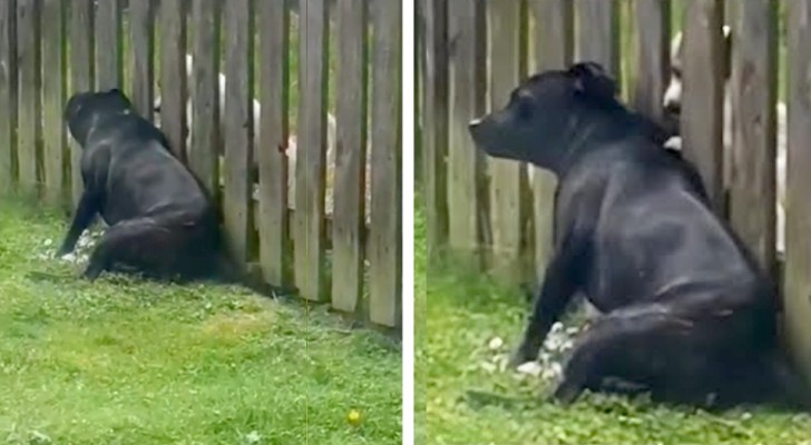 Ce chien se présente tous les jours devant la clôture pour se faire 