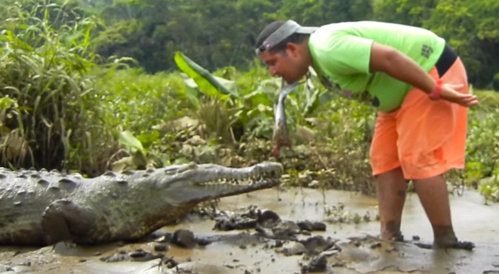 Habt ihr schon einmal jemanden gesehen, der ein Krokodil wie einen Hund füttert?