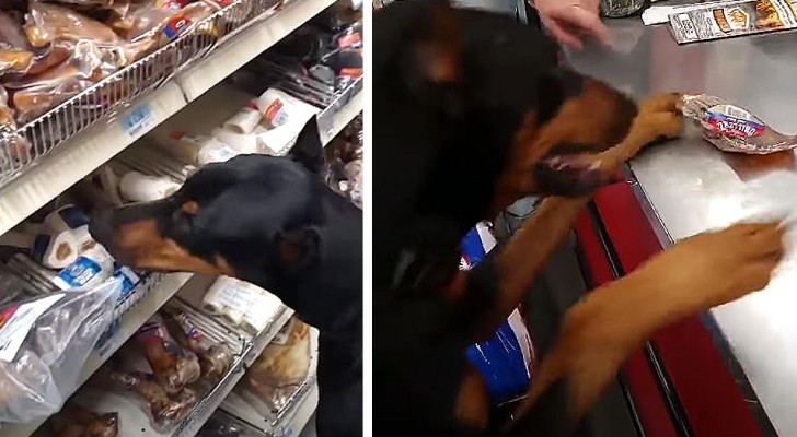 A dog chooses his favorite snack and brings it to the cashier to 