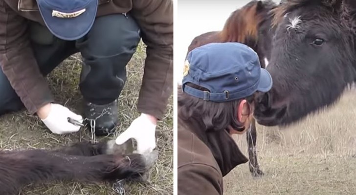 Een paard bedankt de man die hem van de ketting heeft bevrijd met een tedere "kus"