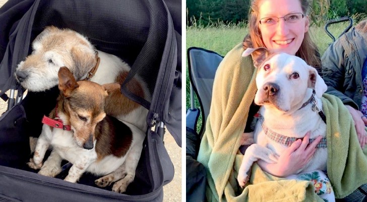 Un'ex-infermiera ha aperto un ospizio per cani anziani: così trascorrono con dignità l'ultima parte della loro vita