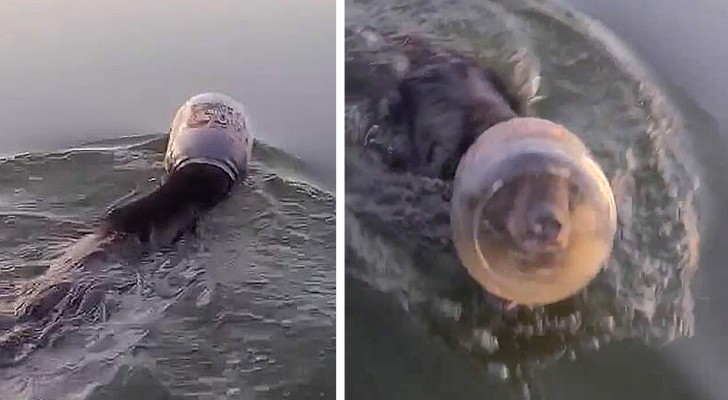 Un cucciolo di orso con la testa incastrata in un barattolo di plastica rischia di affogare: una coppia lo salva