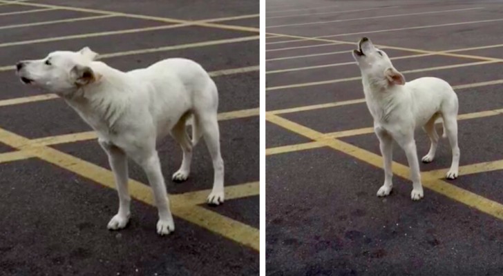 Una perra es abandonada en un estacionamiento: aulló por 3 días esperando que vinieran a buscarla