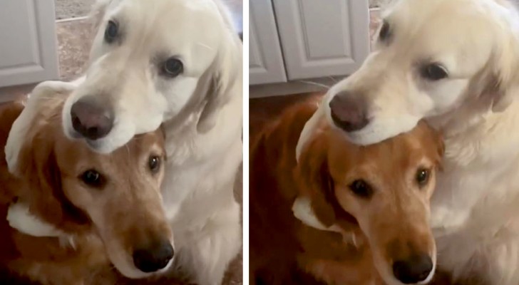 Un chien mange par erreur le biscuit de son ami : peu après, il "s'excuse" en le serrant dans ses pattes