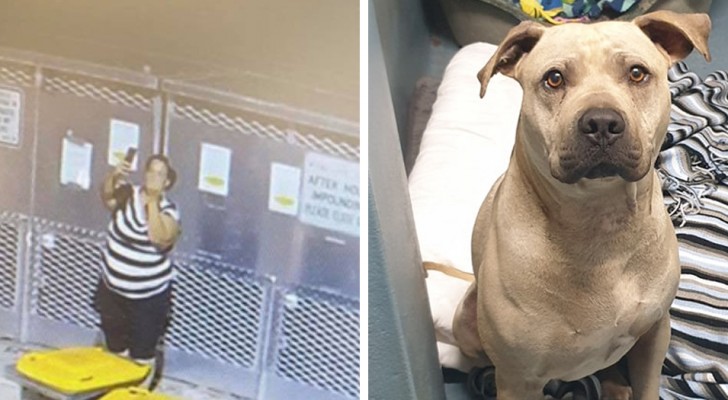 Woman abandons dog at an animal shelter: as she leaves, she flips the surveillance camera off 