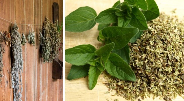 I metodi più semplici per essiccare le erbe aromatiche in casa e fare scorta di spezie per tutto l'anno