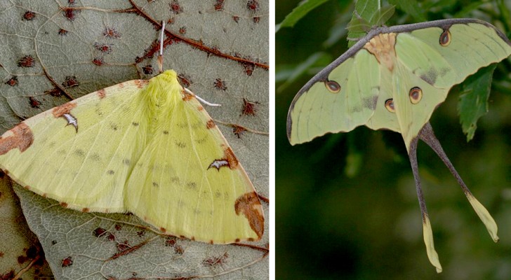 Alcune falene riescono a fuggire dai pipistrelli "disturbando" il loro radar grazie alle ali e alla loro coda