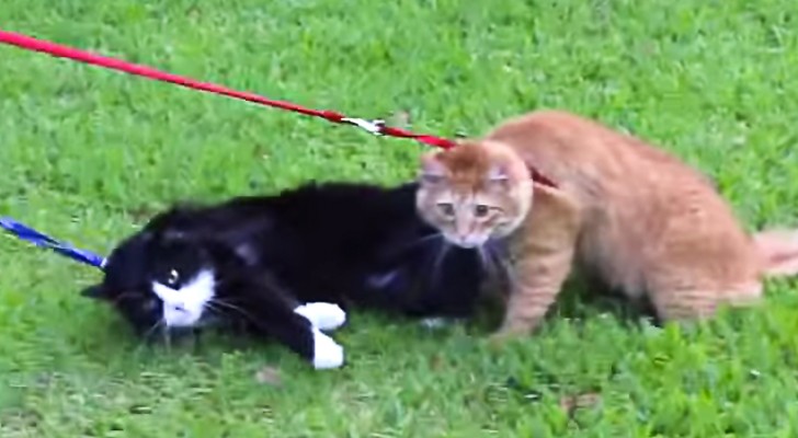 Do you want to take your cat for a walk ? The result will probably be this ...