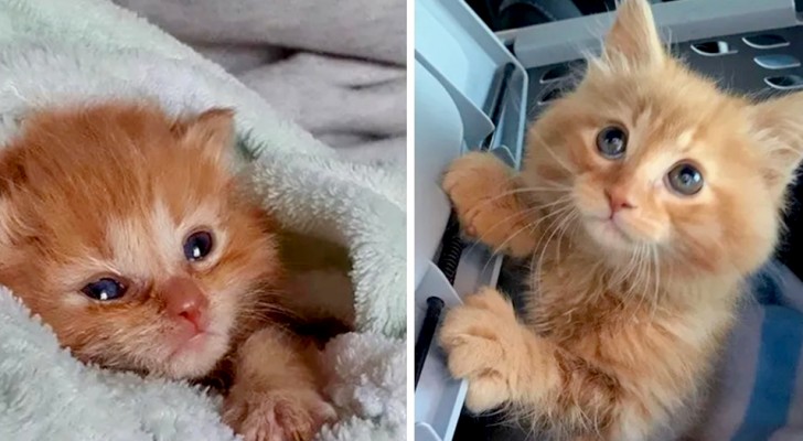 Ils sauvent la vie d'un chaton pour le donner à l'adoption, mais lui "choisit" de rester avec eux