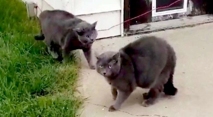 Uma mulher encontrou seu gato brincando com um gato idêntico a ele: parecia que tinha se duplicado