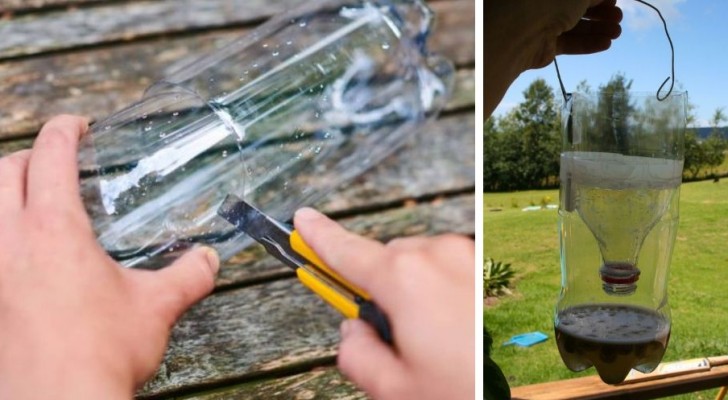 Il metodo semplice e a costo zero per costruire utili trappole per insetti usando una bottiglia di plastica