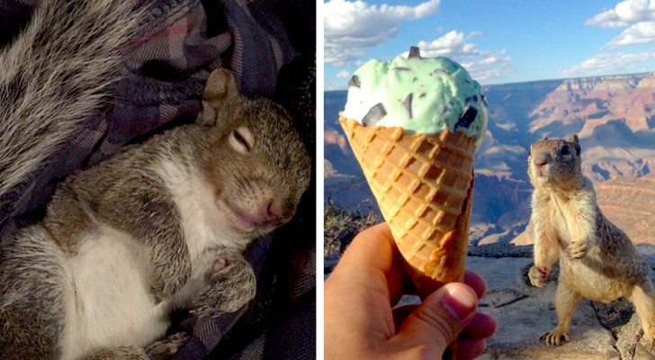 12 immagini di scoiattoli così teneri ed imbranati che ci fanno venir voglia di vivere come loro