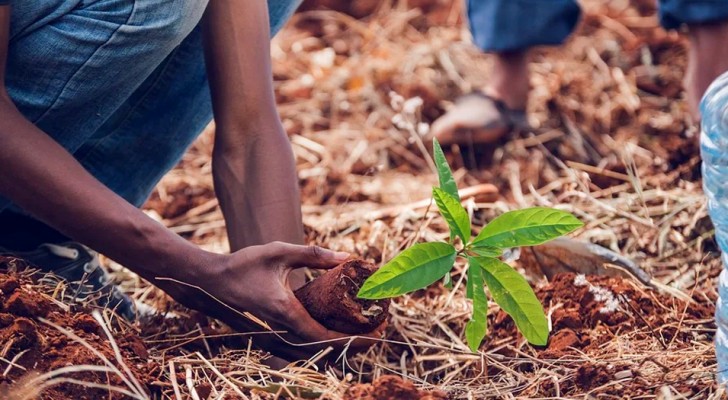 Non tutti sanno che esiste un motore di ricerca che usa i suoi soldi per piantare alberi: ne ha piantati oltre 100 milioni in tutto il mondo