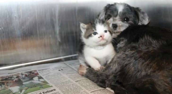 Una cagnolina non incinta ha iniziato ad allattare un gattino randagio, riuscendo a salvargli la vita