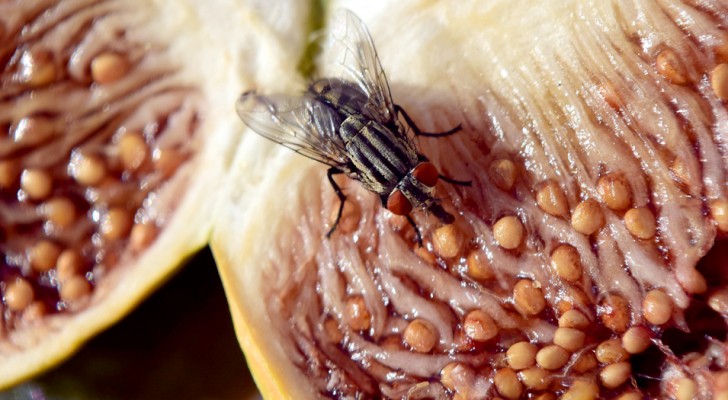 Sommige dingen die kunnen gebeuren op het moment dat een vlieg op je eten landt
