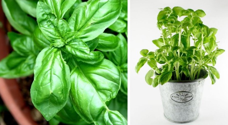 Le dritte utili per far crescere al meglio e più a lungo possibile le vostre piante di basilico