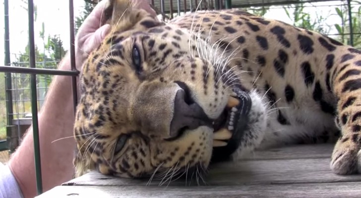 Gered van een ongelukkig lot toont een luipaard zijn liefde in een schattige manier