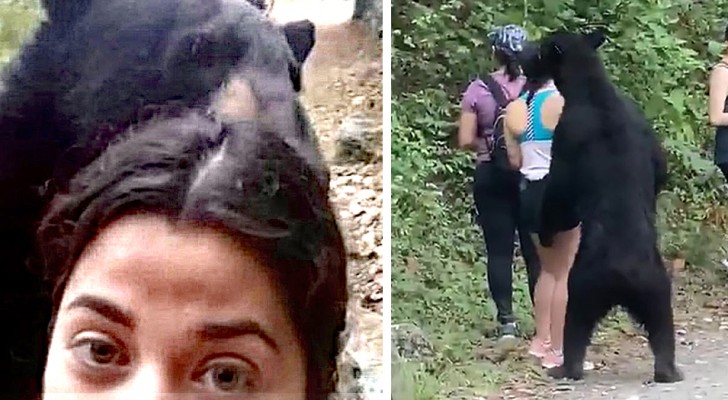 Ein Bär versucht, ein Mädchen während eines Ausfluges zu "umarmen": Sie bleibt ruhig und macht ein Selfie
