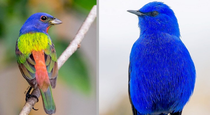 10 fåglar från hela världen som är fulla av färg och form