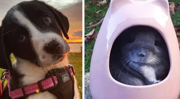 13 fotos de cachorros llenos de dulzura que difícilmente podamos resistir