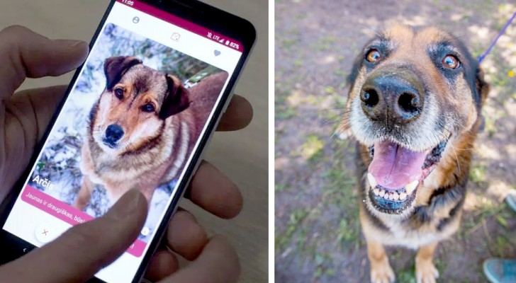 GetPet, l'app di "incontri" dove l'utente può scegliere il cane randagio preferito in attesa di essere adottato