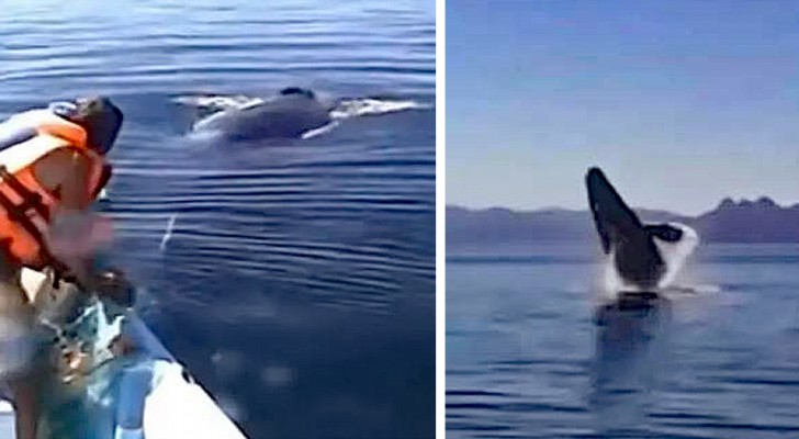 Een familie laat een in een net gevangen walvis los: het dier "bedankt" met spectaculaire sprongen