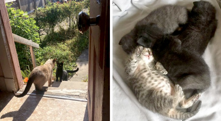 A stray cat "asks" to come into a woman's home to give birth to her kittens in safety