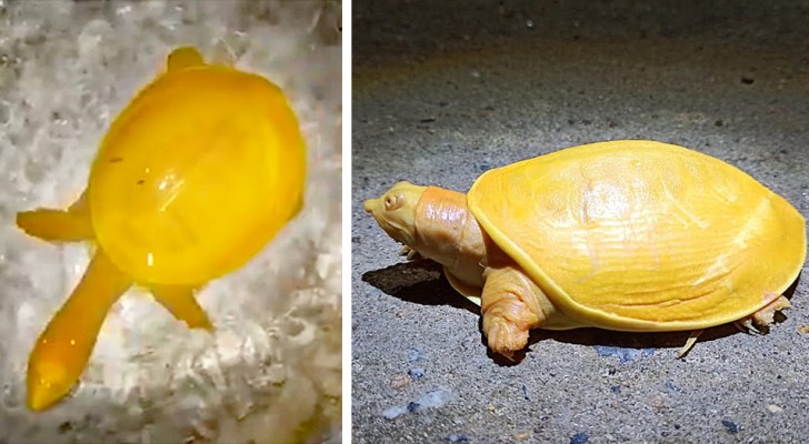 Eine sehr seltene gelbe Schildkröte mit rosa Augen, die in Indien entdeckt wurde: Sie könnte ein Albino sein