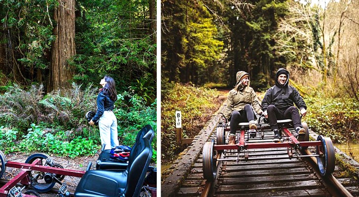 Besökarna kan "cykla" på den här järnvägen genom en sekvojaskog