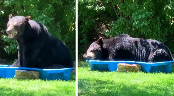 Un oso gigante entra en el jardín de una mujer y se refresca en una piscina para niños: el video es emocionante