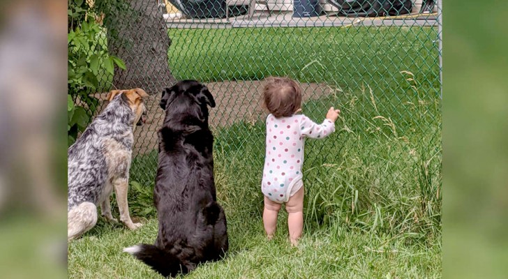 A little girl sees that the neighbor offers her "4-legged brothers" a treat every day and decides to follow in their footsteps