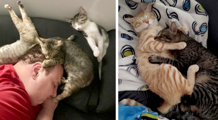 13 Personen, die ihre zusammen schlafenden Katzen in den absurdesten Positionen fotografiert haben