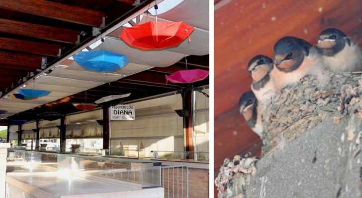 This market hung colorful umbrellas under birds' nests to protect the hatchlings from falling 